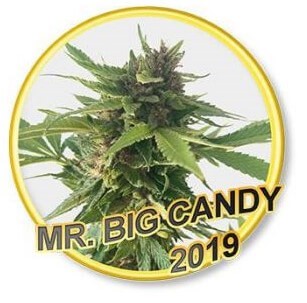 Mr. Big Candy Feminized by Mr. Hide Seeds