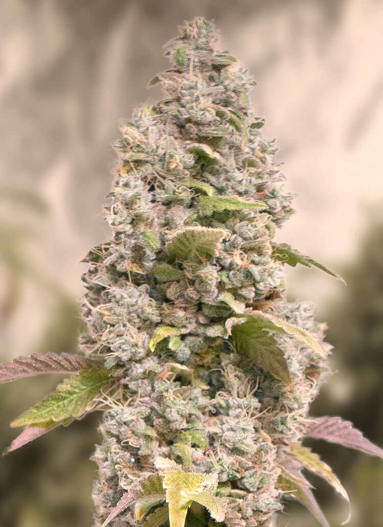 Gorilla Cookies Fast Feminized by High Speed Buds