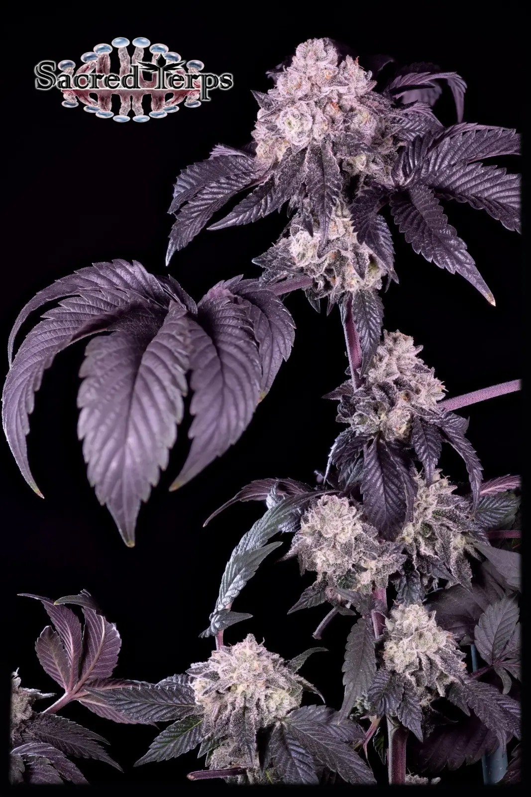 Giraffe Puzzy Feminized by Sacred Terps