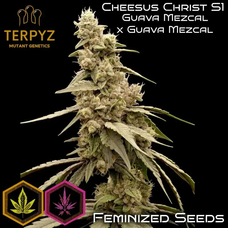 Cheesus Christ S1 Feminized by TerpyZ Mutant Genetics