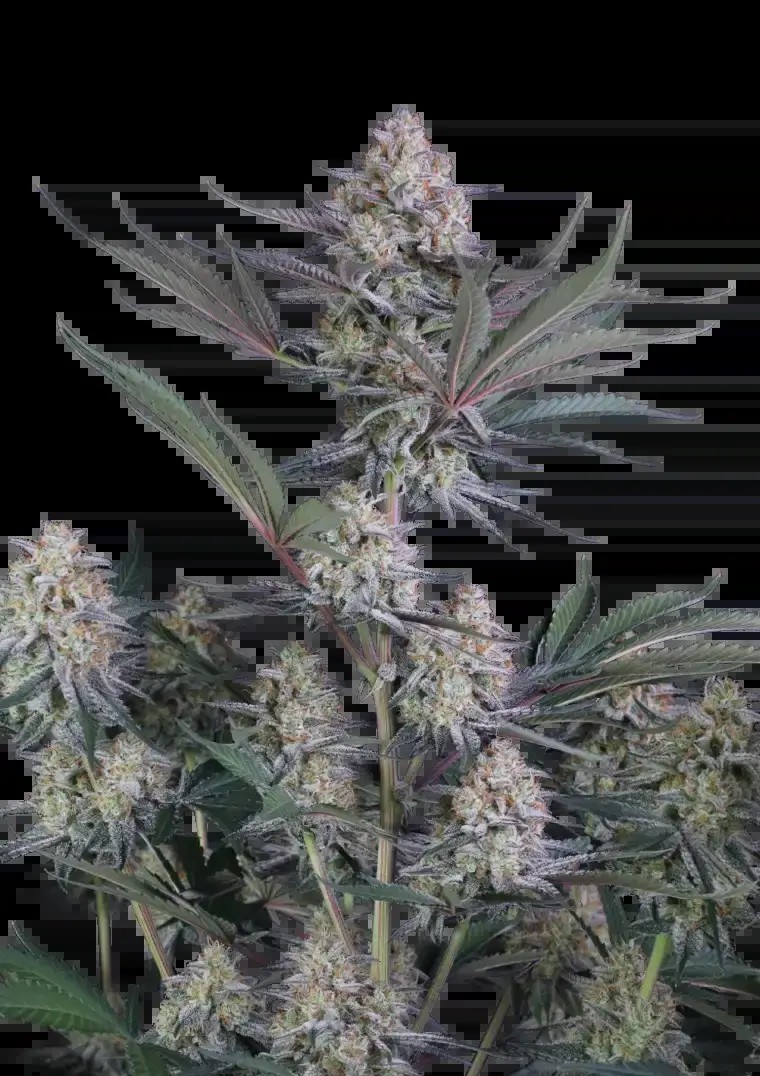 Lemon Tree Auto Autoflower by Fast Buds