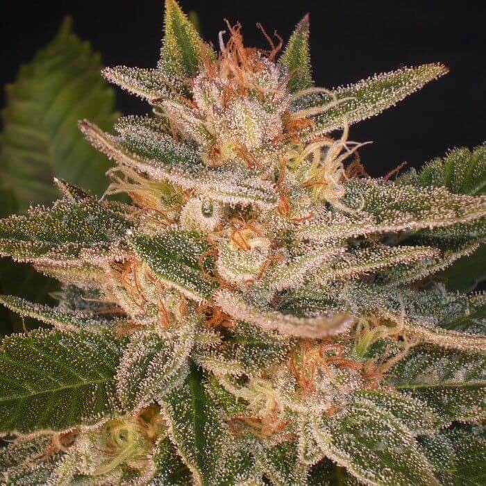 Delicious Candy Feminized by Delicious Seeds