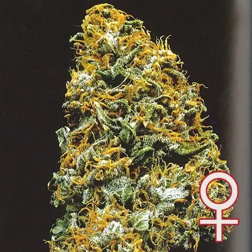 Cristal Paradise Feminized by K.C. Brains