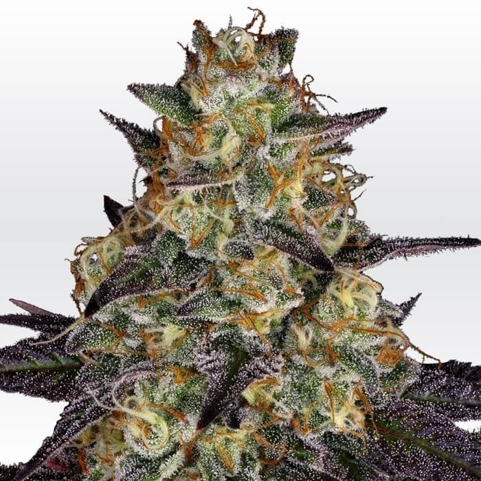 El Dorado Og Feminized by Paradise Seeds