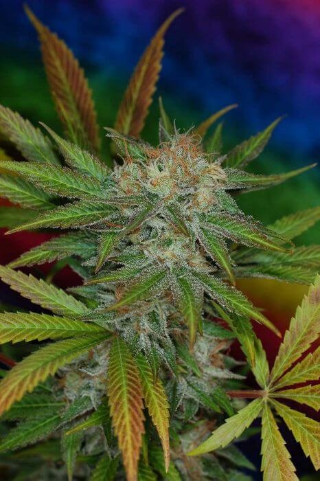 Jillybean F2 Regular by TGA Mz Jill Genetics