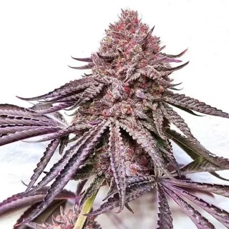 Ipanema Feminized by Black Farm Genetix