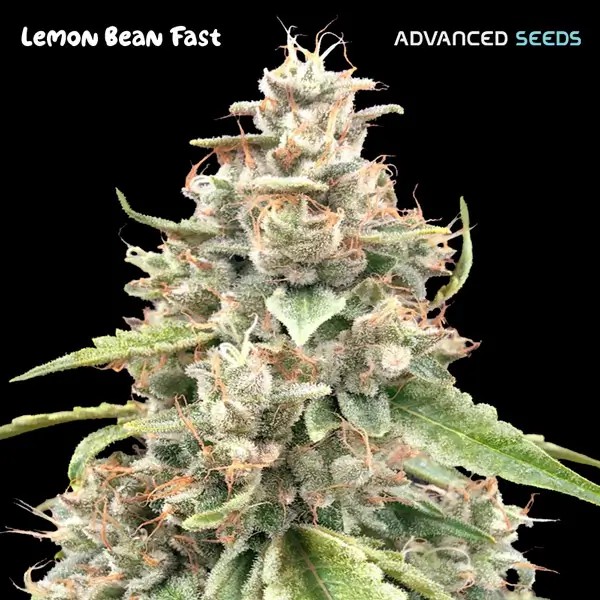 Lemon Bean Fast Feminized by Advanced Seeds