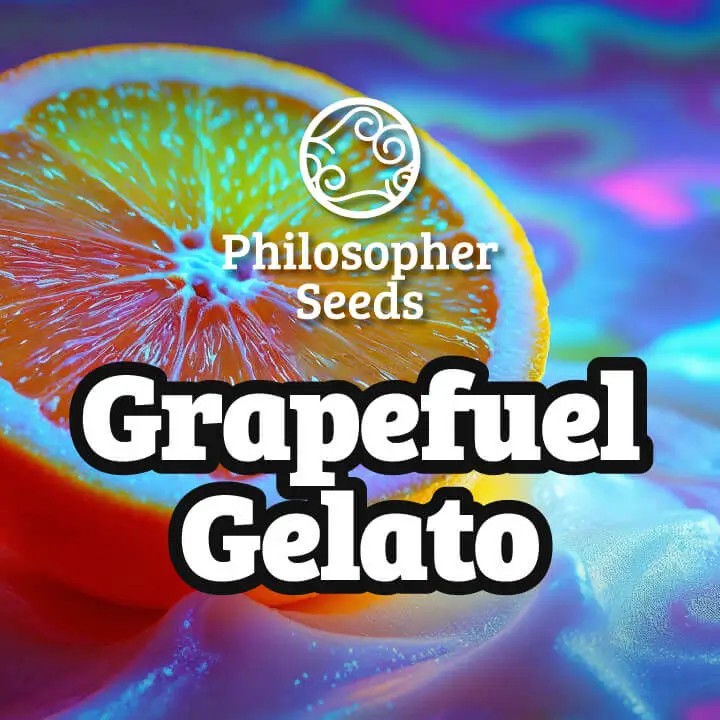 Grapefuel Gelato Feminized by Philosopher Seeds