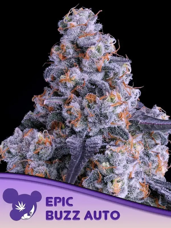 Epic Buzz Auto Autoflower by Anesia Seeds
