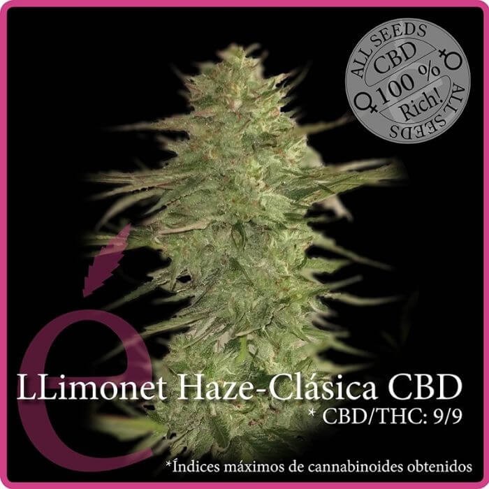 Llimonet Haze CBD Feminized by Elite Seeds