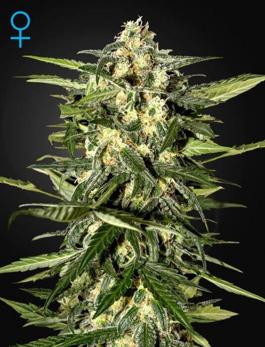 Jack Herer Auto Autoflower by Green House seeds