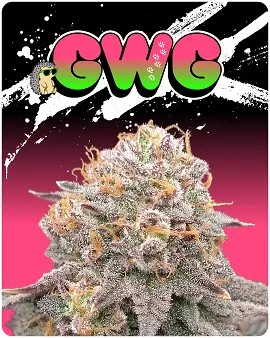 GWG (Go With Grandma) Feminized by Puppets Genetics