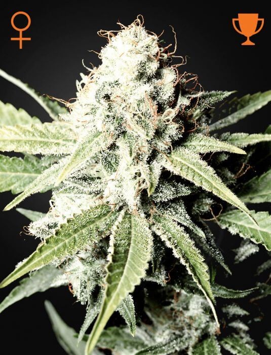Great White Shark Feminized by Green House seeds