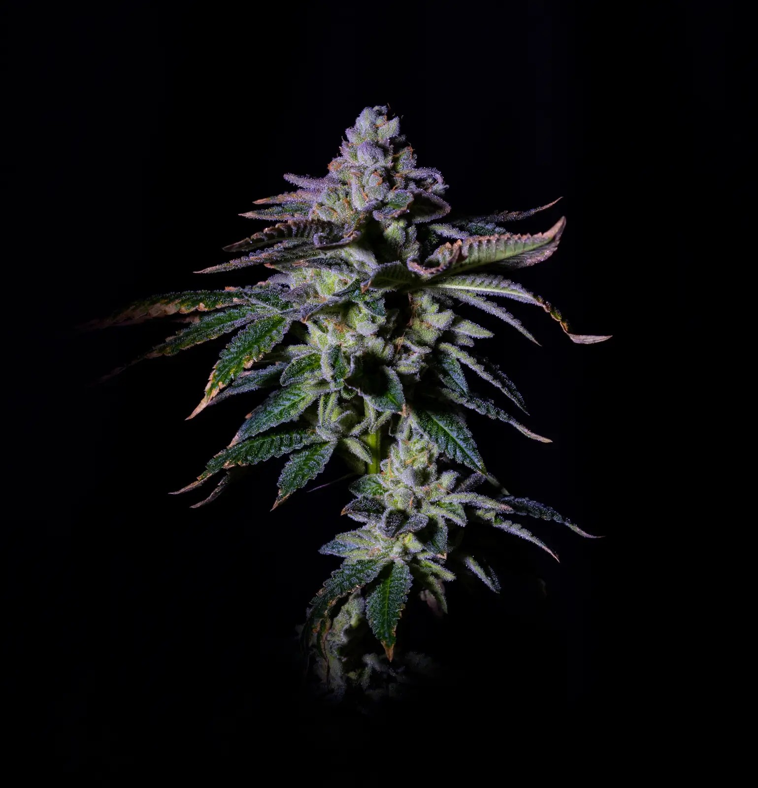 Gasmint Feminized by The Grateful Seeds