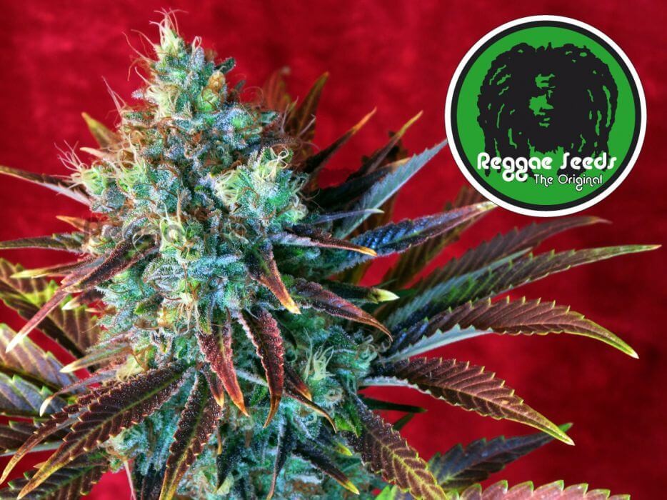 Kalijah Regular by Reggae Seeds