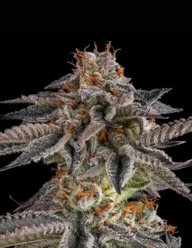 JAHrassic Feminized by Compound Genetics