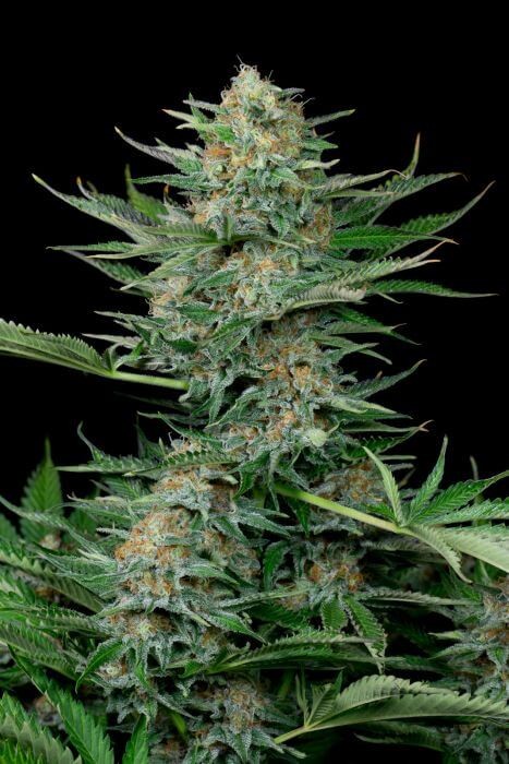 Industrial Plant Feminized by Dinafem