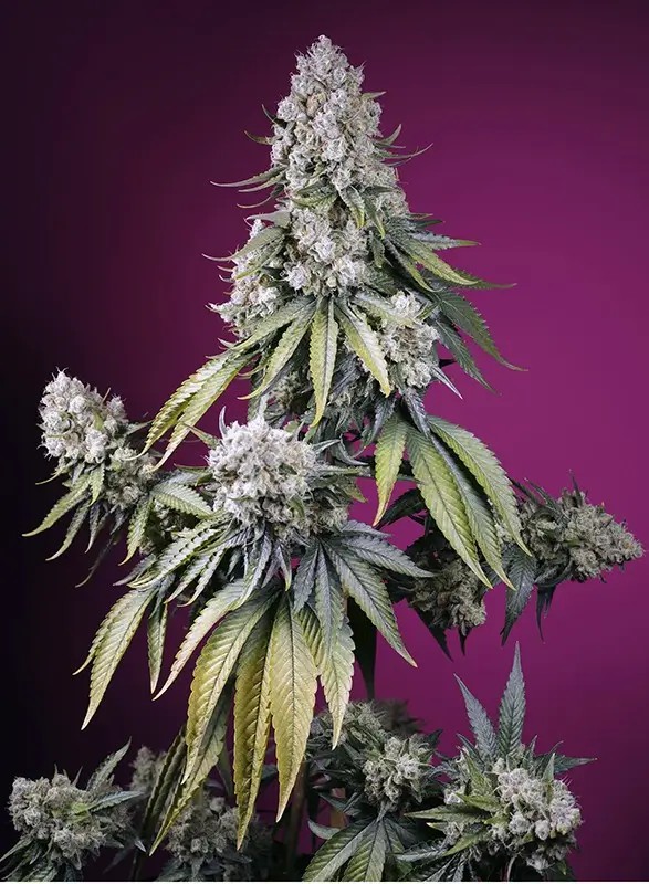 Jealousy Z XL Auto Autoflower by Sweet Seeds