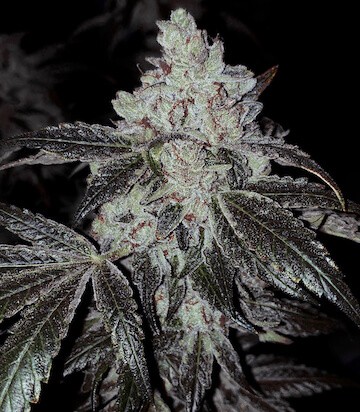 Og Kush Autoflower R5 Autoflower by Ethos Genetics