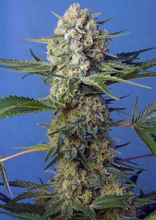 Crystal Candy F1 Fast Version Feminized by Sweet Seeds