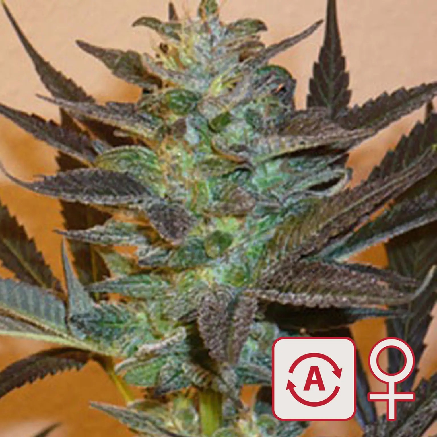 K.C. 48 Auto Autoflower by K.C. Brains