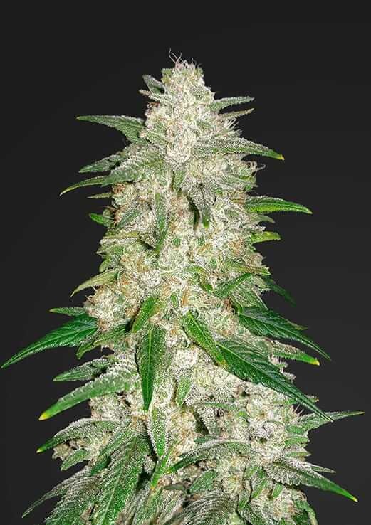 Gelato Auto Autoflower by Fast Buds
