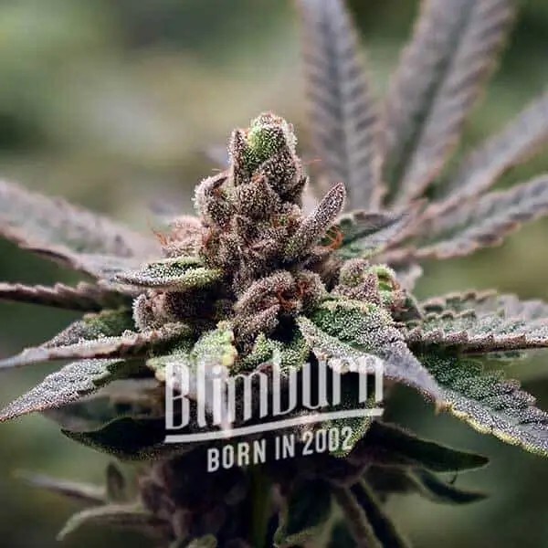 Georgia Pie Feminized by Blimburn Seeds