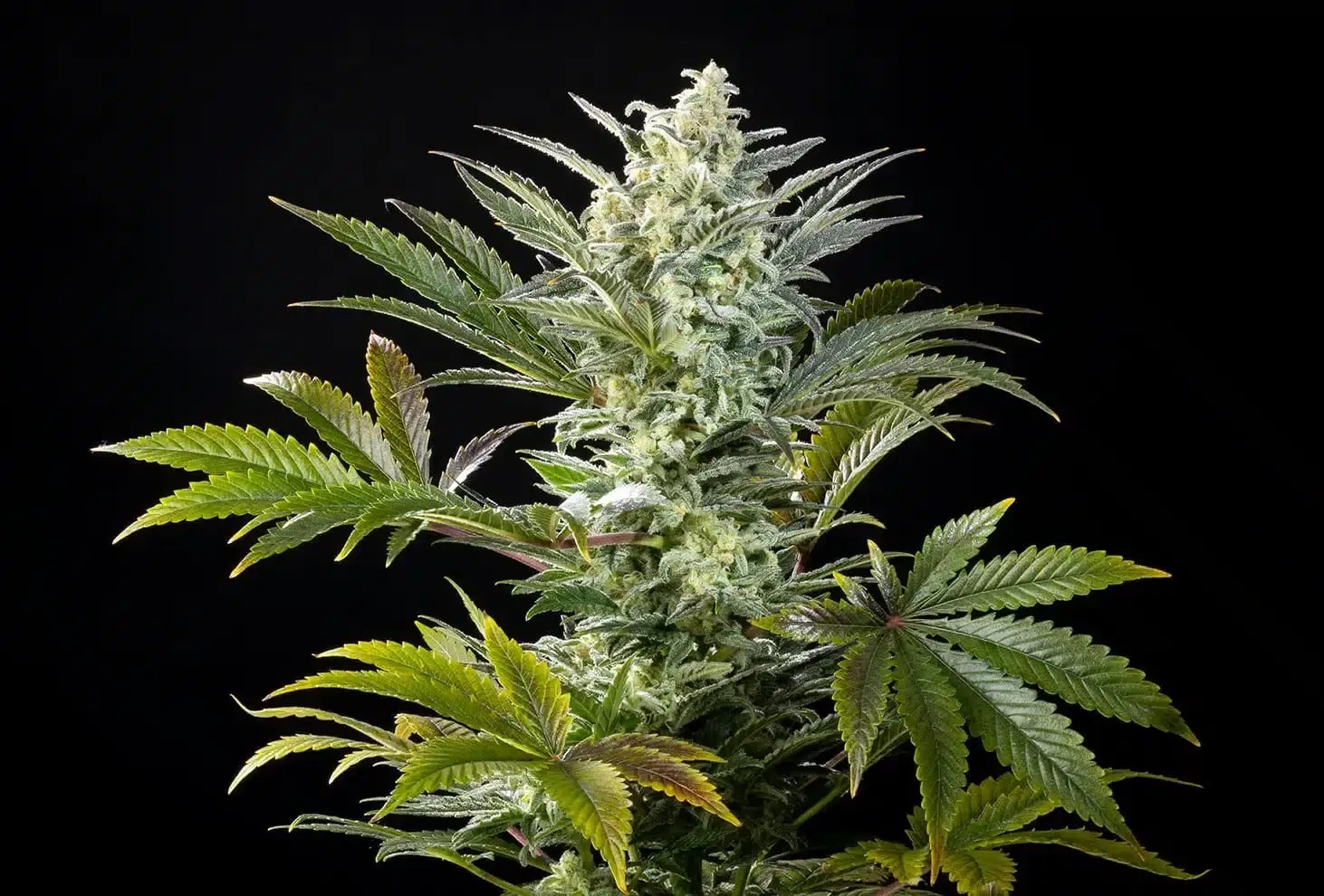 Clementine Slush Bioboost Feminized by Kannabia
