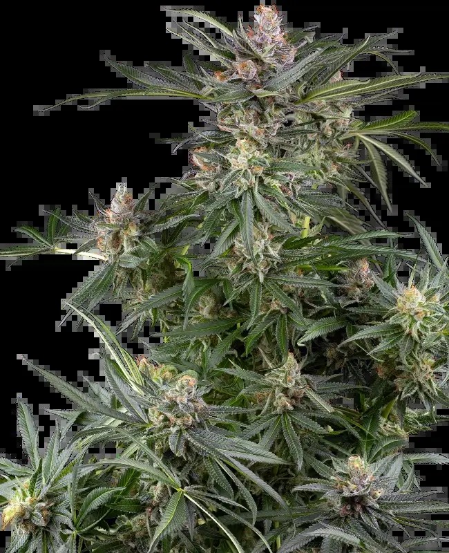 Dosimosa Feminized by Sensi Seeds
