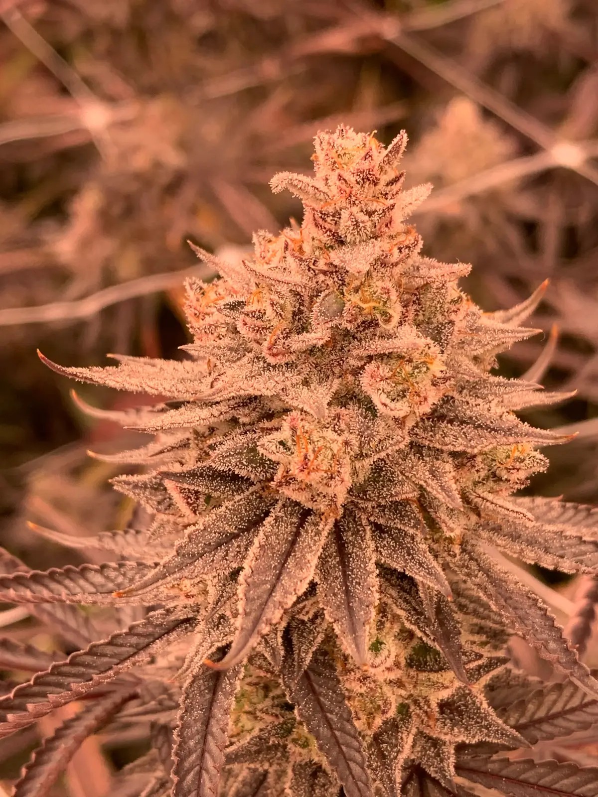 Dullbutter Feminized by R-Kiem Seeds