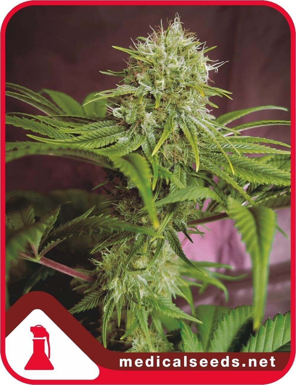 Elixir Vitae CBD Feminized by Medical Seeds