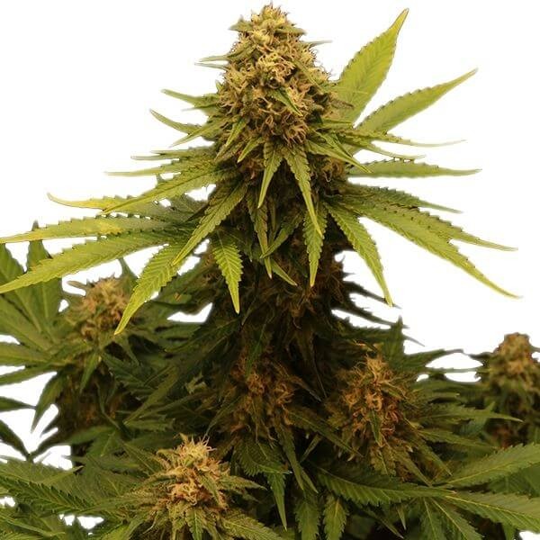 Critical Feminized by Royal Queen Seeds