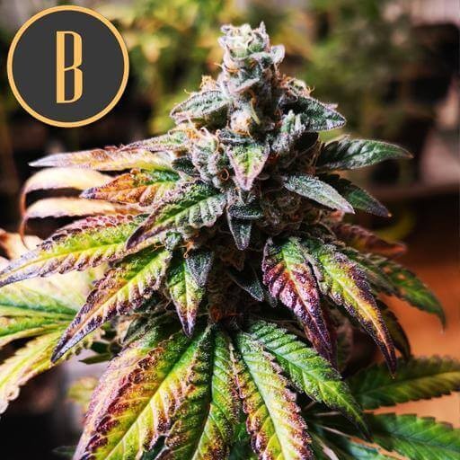 Gorilla G4 Auto Autoflower by Blimburn Seeds