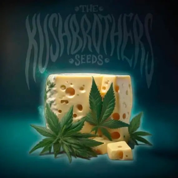 OG Cheese Feminized by The Kush Brothers
