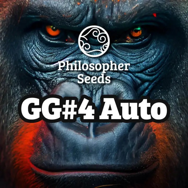 GG#4 Auto Autoflower by Philosopher Seeds