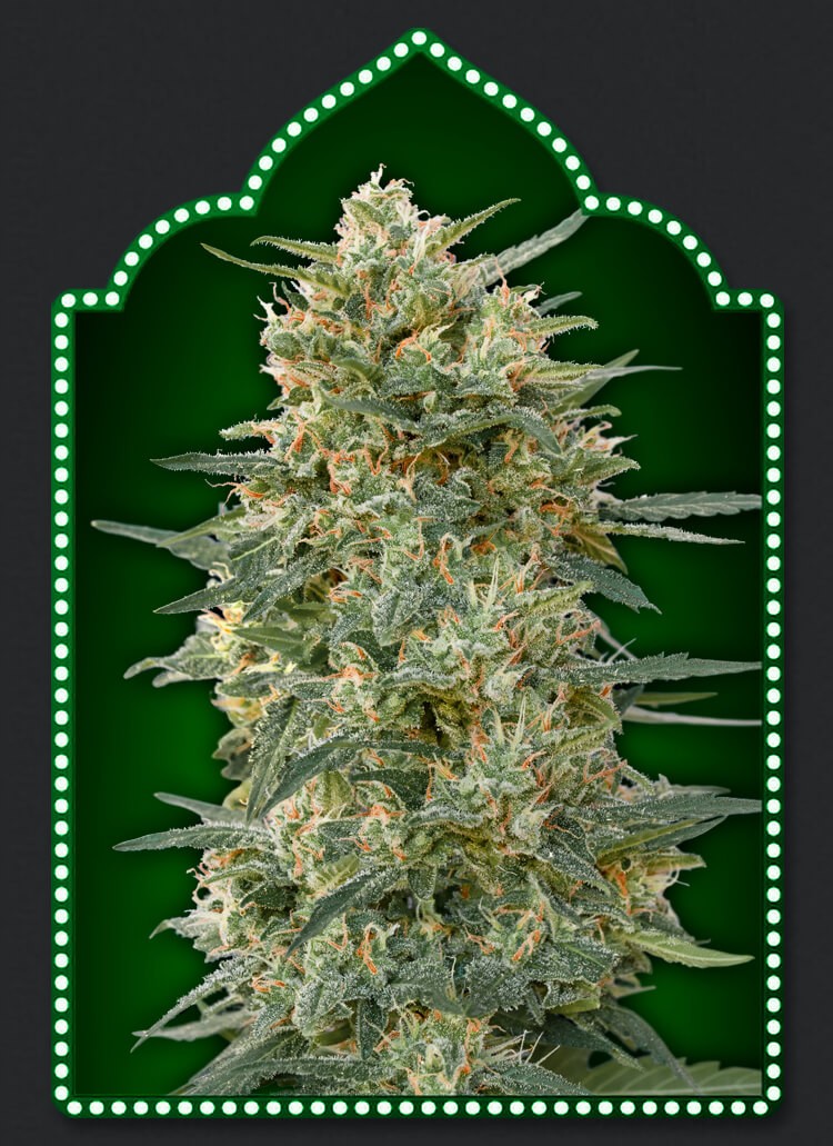 Gorilla Fast Feminized by 00 Seeds Bank