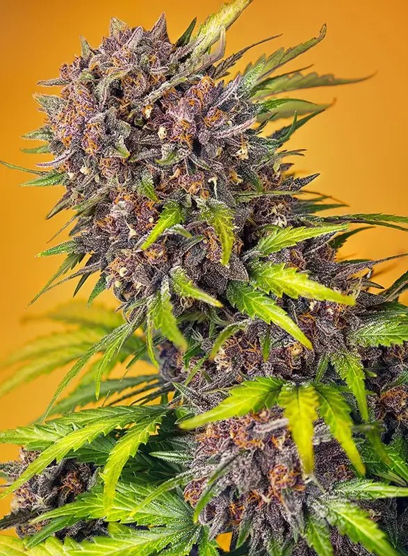 Diablo Rojo XL Auto Autoflower by Sweet Seeds