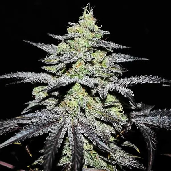 Gr-Ape Feminized by Delicious Seeds