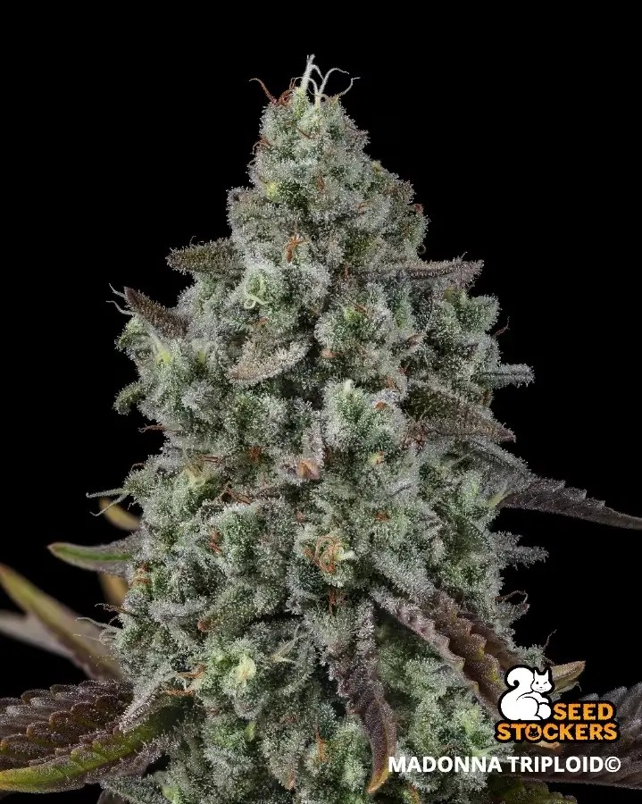 Madonna Triploid Feminized by Seedstockers