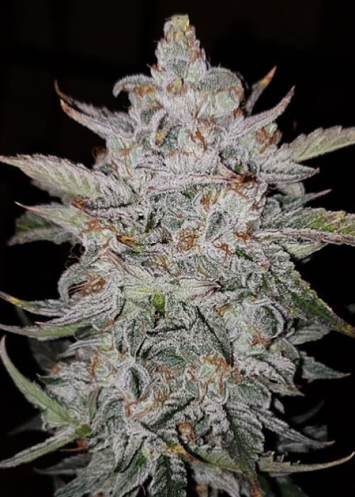 Forum Stomper Auto Autoflower by Mephisto Genetics