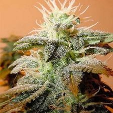 Indoor Mix Feminized by Female Seeds