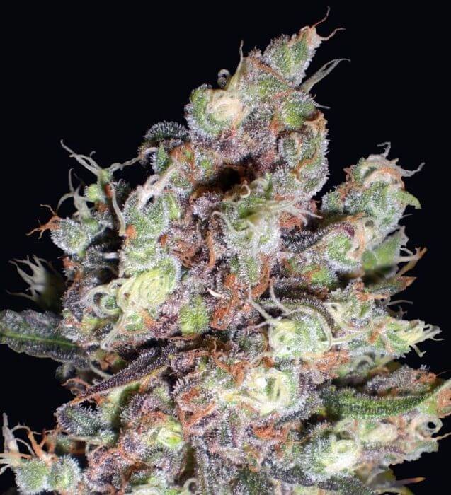 Cotton Candy Feminized by Delicious Seeds