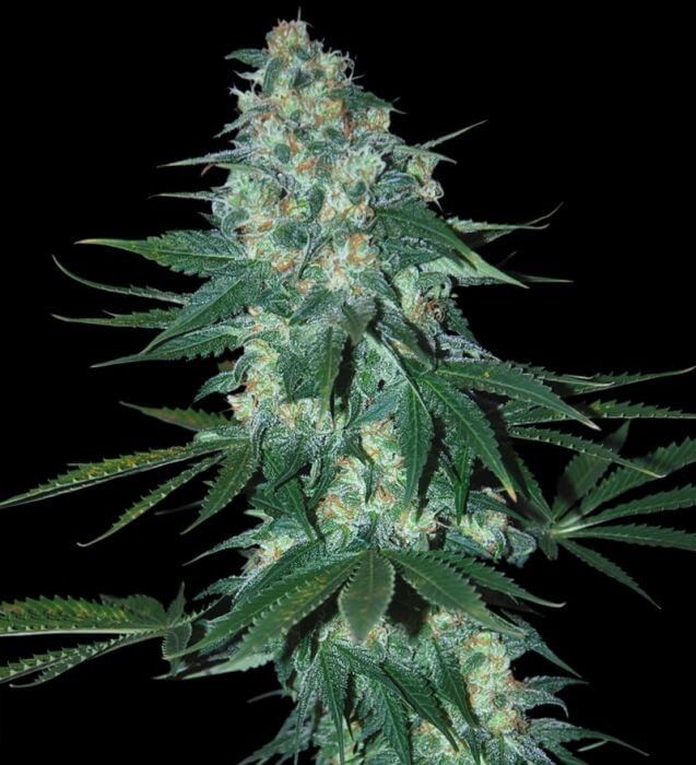EL Alquimista Feminized by Samsara Seeds