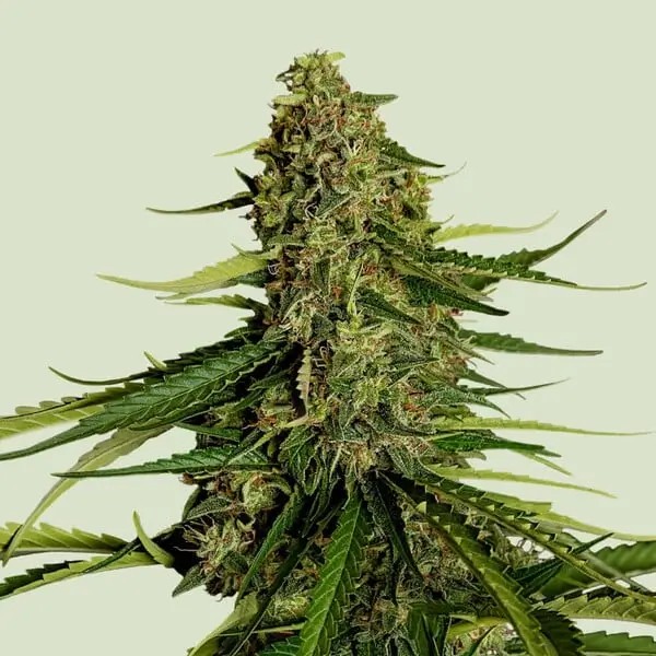 Gaia F1 Autoflower by Royal Queen Seeds