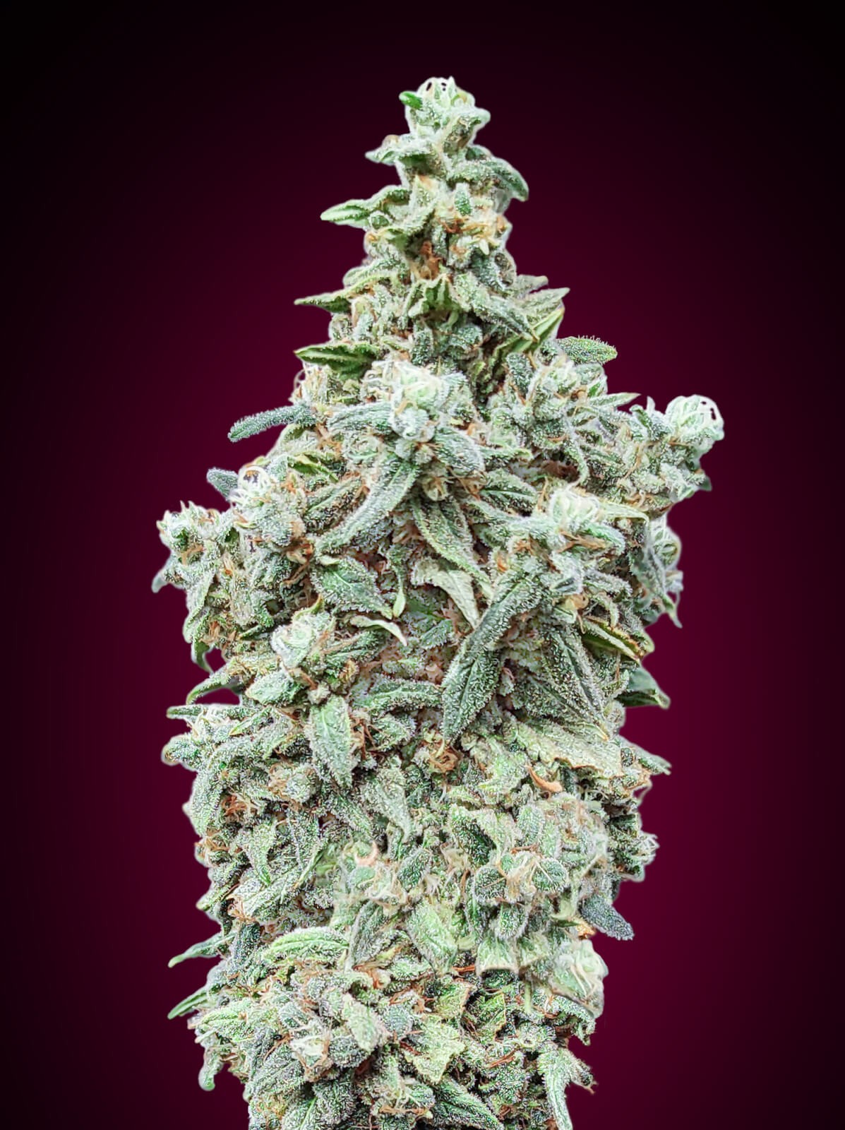 Cherry Pie Feminized by Advanced Seeds