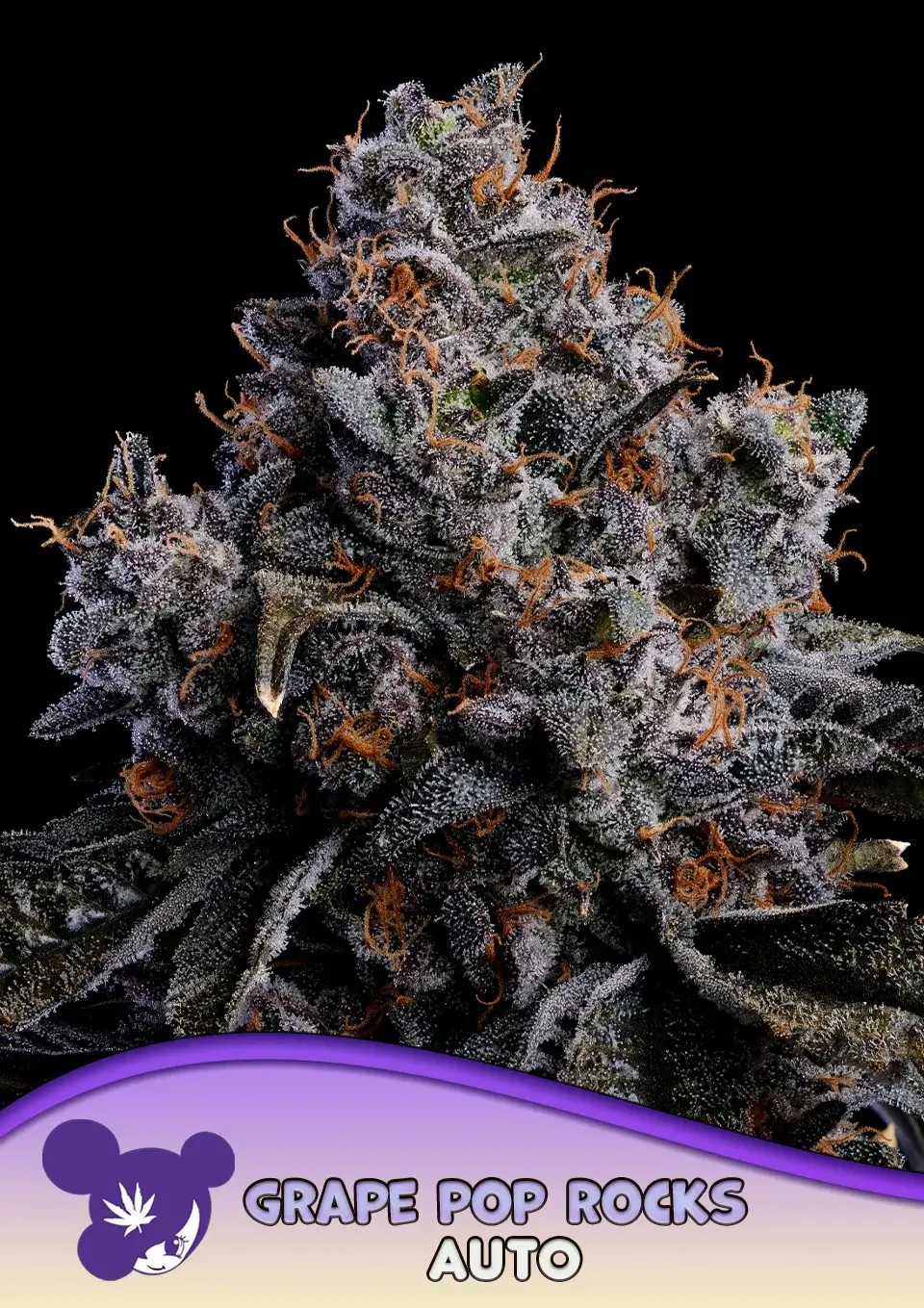Grape Pop Rocks Auto Autoflower by Anesia Seeds