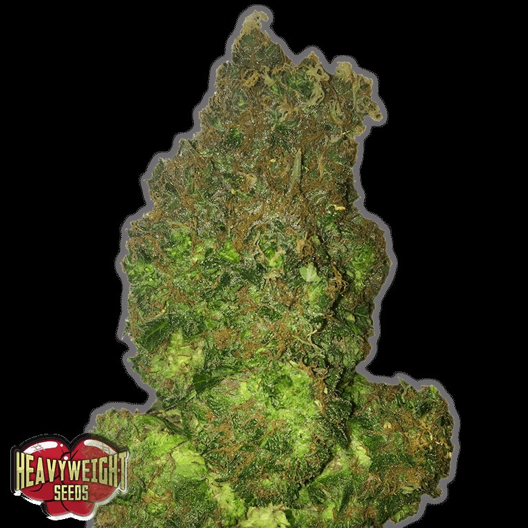 Fruit Punch Auto Autoflower by Heavyweight Seeds