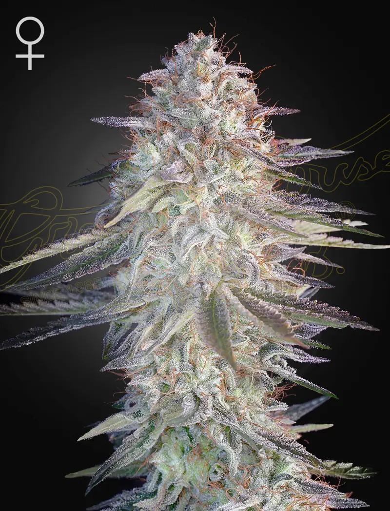 Super Lemon Haze x Pink Candy Feminized by Green House seeds