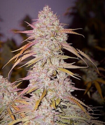 Lemon OG Haze F4 Regular by Ethos Genetics