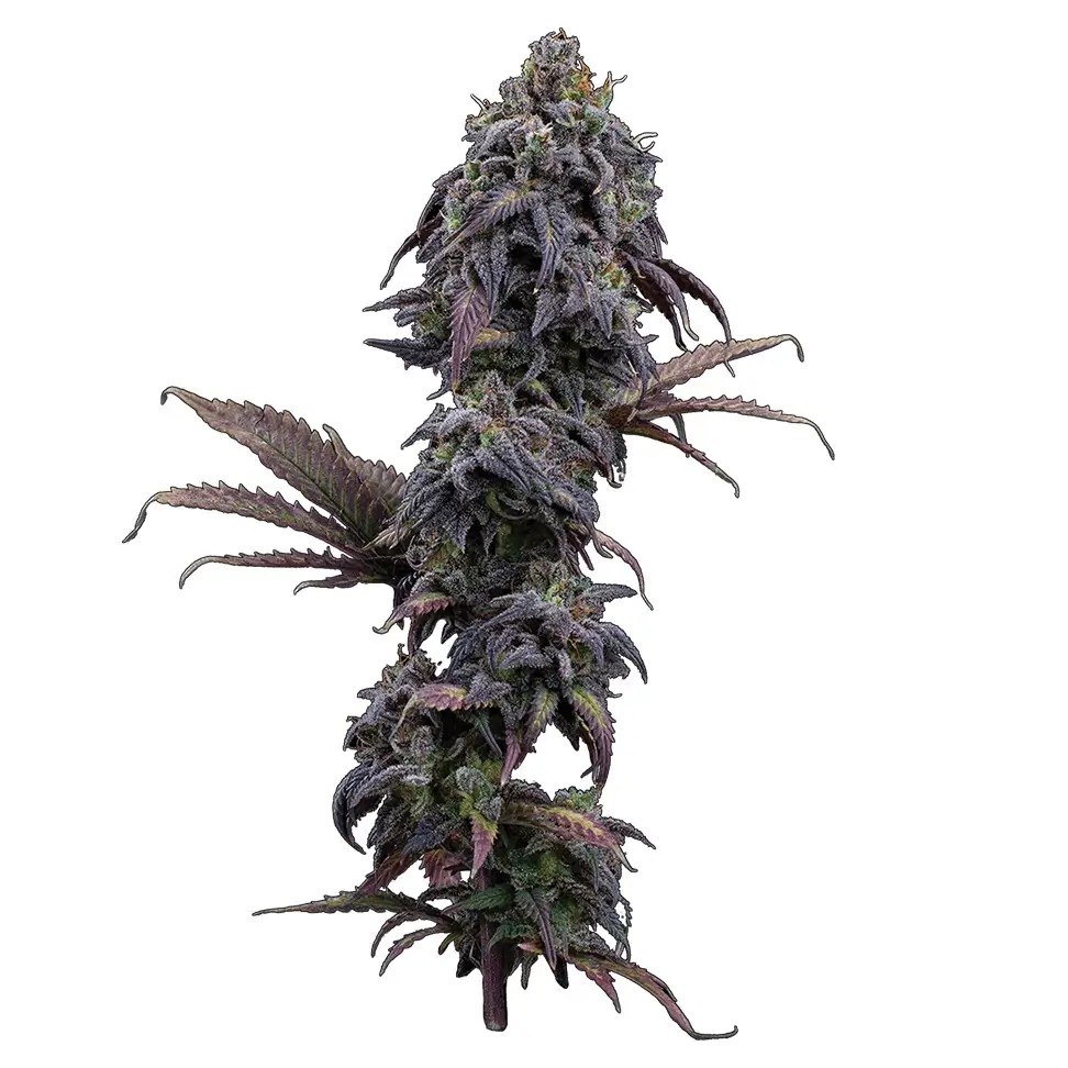 Princess Haze Feminized by Brothers Grimm Seeds